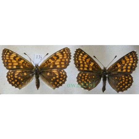 Melitaea athalia (Rottemburg, 1775) pair Przeplatka atalia Czech13j